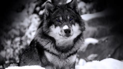 | see more beautiful wolf wallpapers, awesome wolf wallpapers, pretty wolf wallpaper, werewolf wallpaper, wolf love wallpaper, black wolf wallpaper. Wolf Wallpapers Desktop Background For Desktop Wallpaper ...