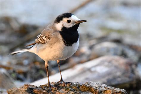Und ist die bachstelze gelb gefärbt? Bachstelze bei Sonnenaufgang Foto & Bild | tiere, wildlife ...