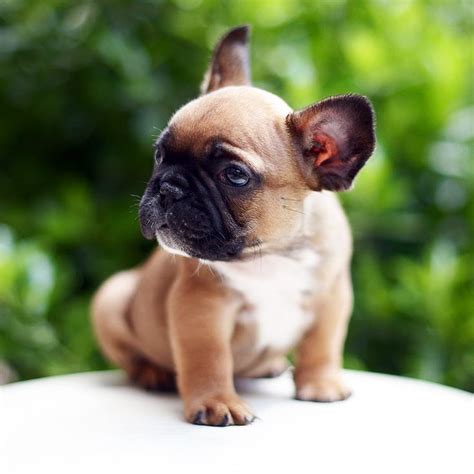 The home of the world's most exquisite teacup french bulldog puppies for sale. Vanilla Flowers french bulldogs http://www ...