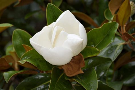 Magnolia Flower Free Stock Photo Public Domain Pictures