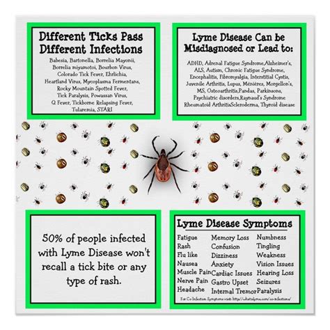 Lyme Disease Information Poster Lyme Disease Symptoms