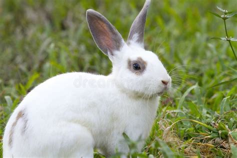 White Rabbit In The Green Grass Stock Photo Image Of Grass Rabbit