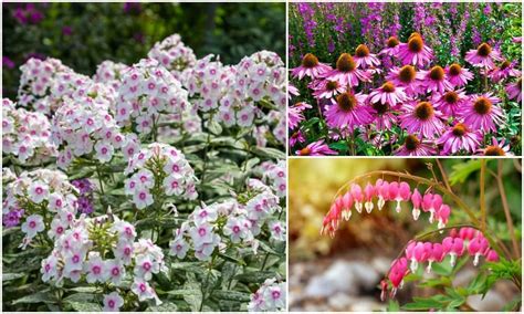 20 Longest Blooming Perennial Flowers For Everlasting Beauty Long Blooming Perennials Flowers