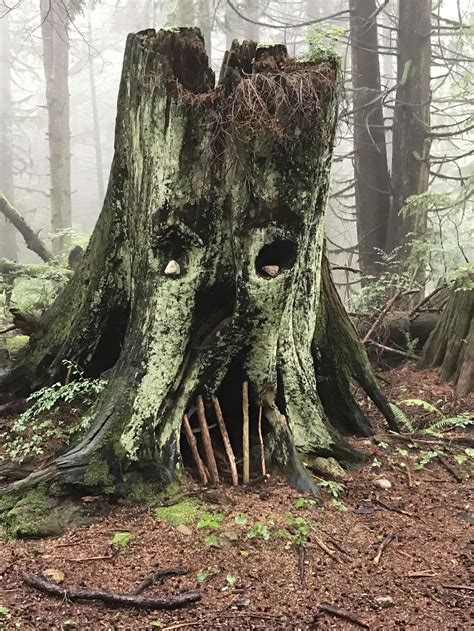 33 Creepy And Odd Things Found In The Woods Creepy Gallery Ebaums