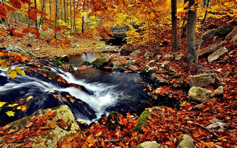 In The Autumn Forest Wallpapers And Images Wallpapers