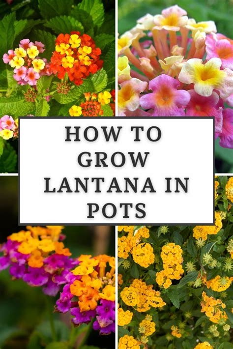 How To Grow Lantana In Pots Ultimate Care Guide