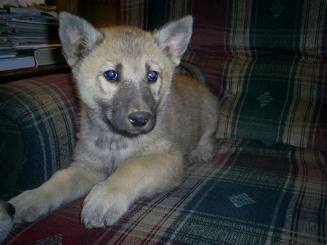 The white german shepherd is a type of german shepherd characterized by the white coat originating from germany and later on bred in some people think that if you breed a white german shepherd with a standard one, the white gene will cause the puppies to be born a lighter color. Laurel Mountain Wolf Hybrid Puppies