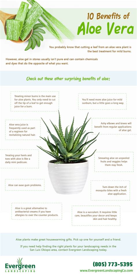 10 Benefits Of Aloe Plants Infographic Evergreen Landscaping