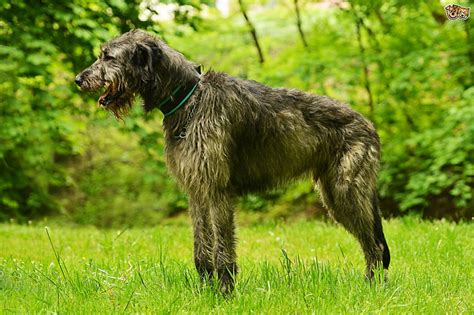 Irish Wolfhound Dog Breed Information Buying Advice