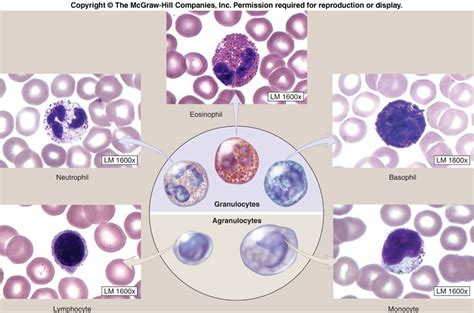 Leukocytes Morphology Medical Laboratories