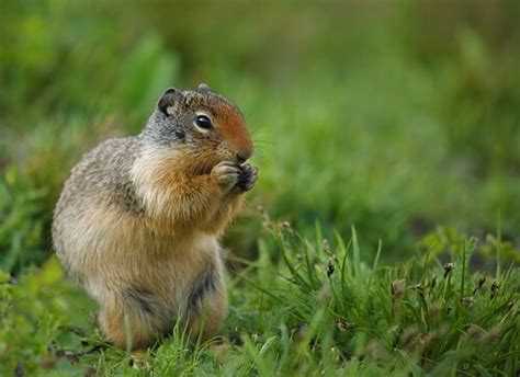 Ground Squirrel Facts And Beyond Biology Dictionary