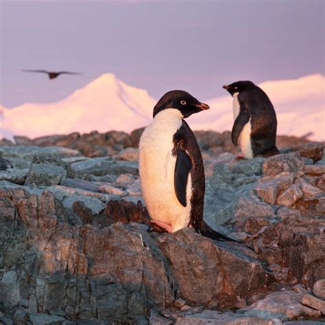 Disneys ‘penguins Nature Documentary Review