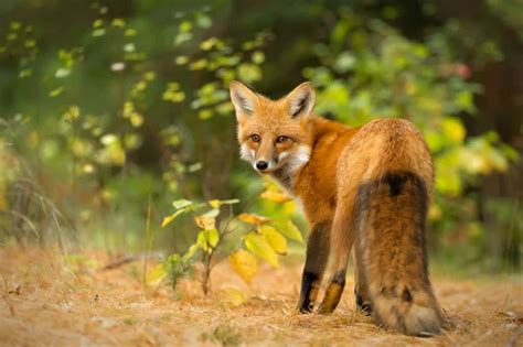 Red Fox Environmental Cool Wildlife