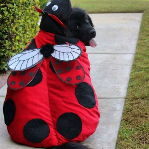 12 Newfies That Are Going To Get All Your Treats On Halloween Great