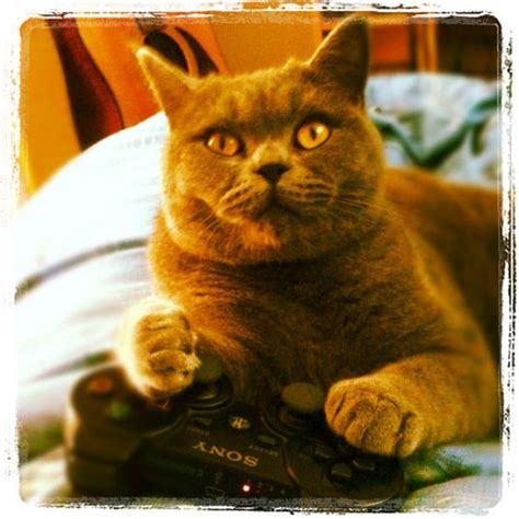 Cats Playing Video Games | POPSUGAR Tech