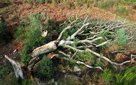 A Legendary Beech Tree Uprooted By Storm Ciaran In The Brocéliande