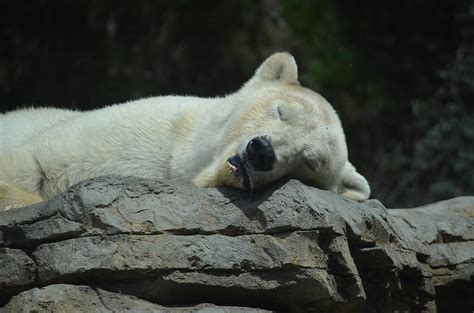San Diego Zoo Polar Bear Animal Funny Sleeping Bear Cute Pikist