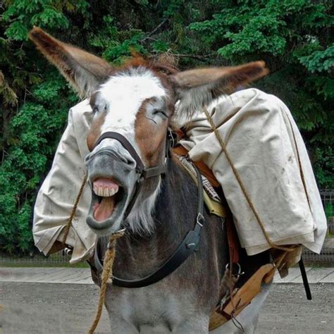 Very Funny Mule | New Images-Photos | Funny And Cute Animals