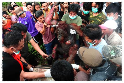 Gambar Orang Utan | Dunia Binatang