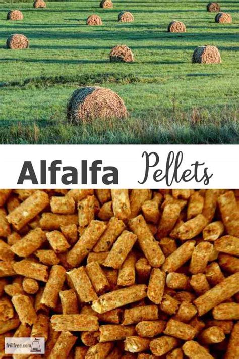 Alfalfa Pellets Slow Release Nutrients For A Steady Supply