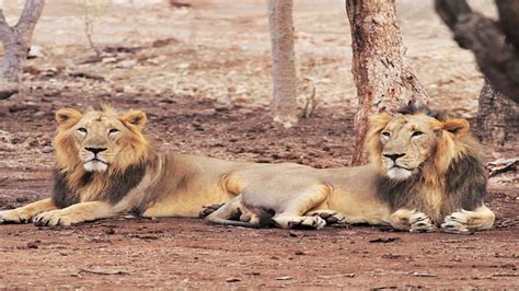 Asiatic Lions Face Danger In Overcrowded Gir India Today