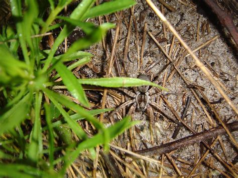 Survey Of Florida Invertebrates