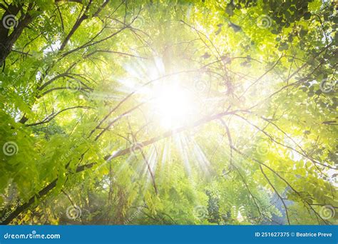 Abstract Blur Green Foliage And Tree In Jungle With Sun Light Stock