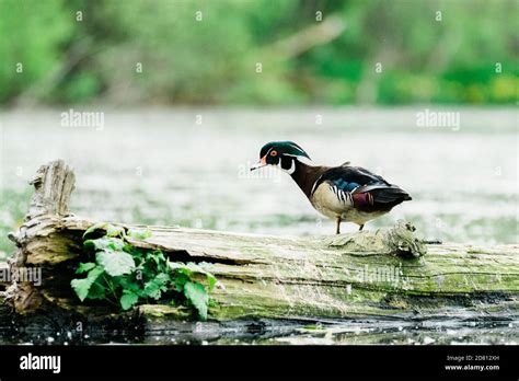Side View Of A Male Wood Duck Stretching Its Neck Stock Photo Alamy