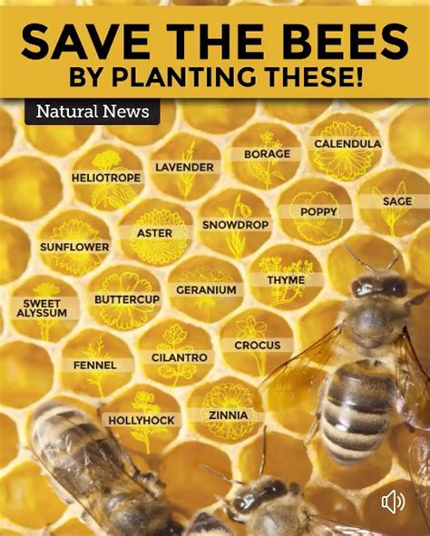 Attracting 🐝 Bees To Your Garden Bee Friendly Plants Bee Friendly Garden Bee Facts Potager