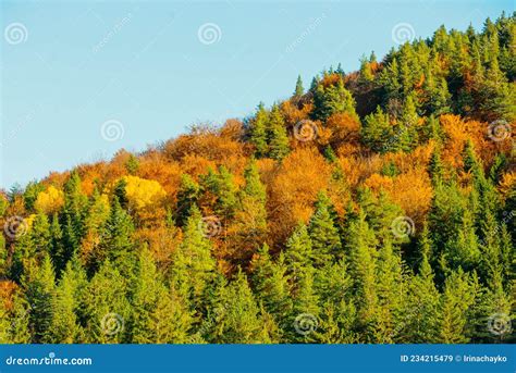 Bright Colors Of The Autumn Forest Autumn In The Mountains Stock Image