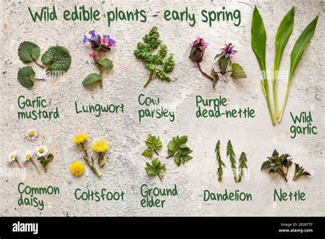 Wild Edible Plants Br