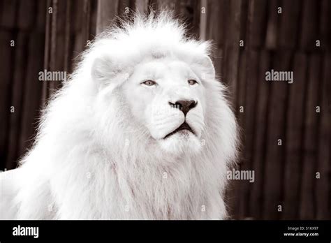 Close Up Color Image Of Beautiful White Lion Albino Against Fence