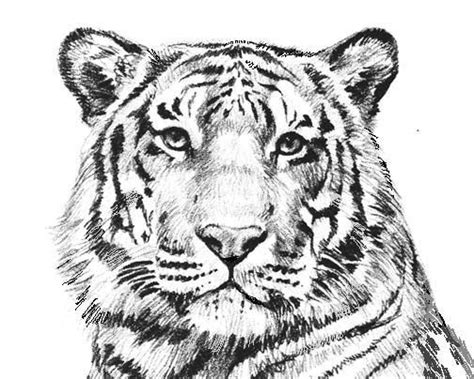 Printable Lion And Tiger Coloring Pages Richard Fernandez S Coloring