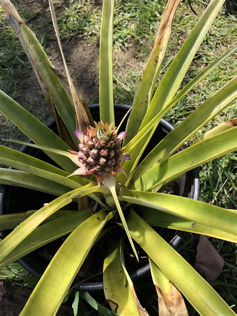 Who Knew Pineapples Flowered Pineapple Flowers Pineapple Planting