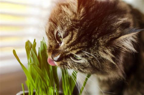 Another good strategy is to make the plants unappealing to your cat's taste buds. Science Says This Is The Real Reason Why Cats Eat Grass ...