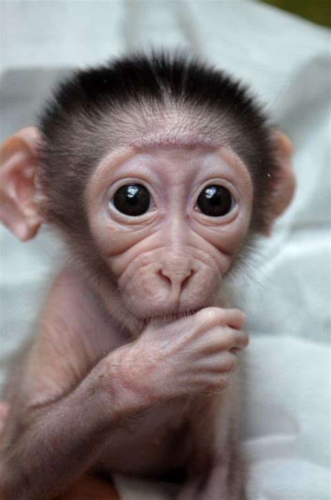 Cutest Monkey