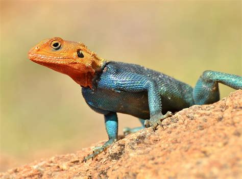 Red Headed Agama Lizard Male Flickr Photo Sharing