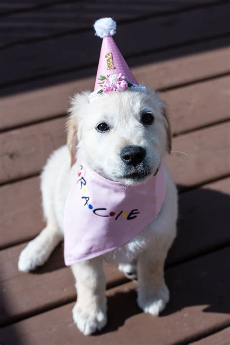 Dog Birthday Hat Pet Birthday Hat Puppy Birthday Hat Pet Etsy Canada