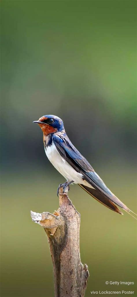 Pin By Akash Kumar On Birds 720x1280 Hd Wallpaper Nature Animals
