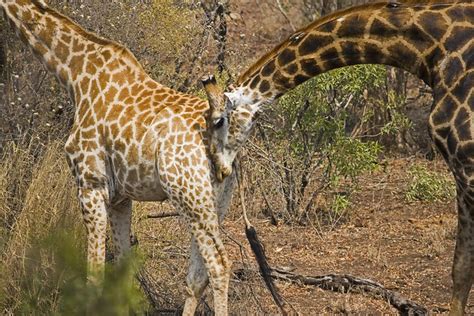 Giraffes Mating Flickr Photo Sharing