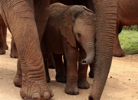 Saving Our Elephants Awriterfirst