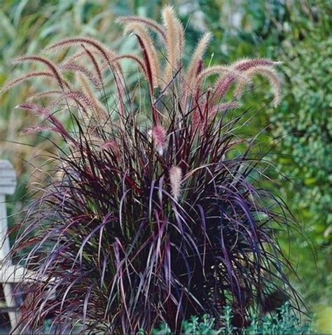 Black Fountain Grass Pennisetum Xadvena Rubrum Perennial Etsy In 2021