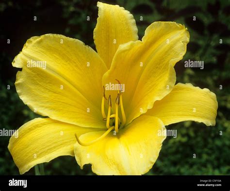 Hemerocallis Big Bird Daylily Daylillies Day Lily Lillies Yellow