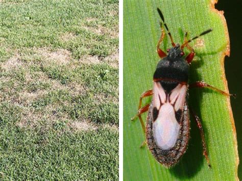 Whats Killing My Grass 5 Common Pests That Call Your Lawn Home