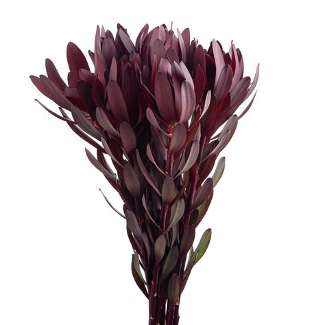 The total sale was $1.1 million. LEUCADENDRON | The Queen's Flowers