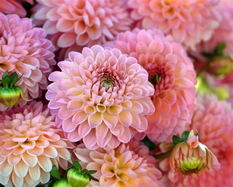 Wallpaper Many Pink Dahlias Flowers Petals X Hd Picture Image