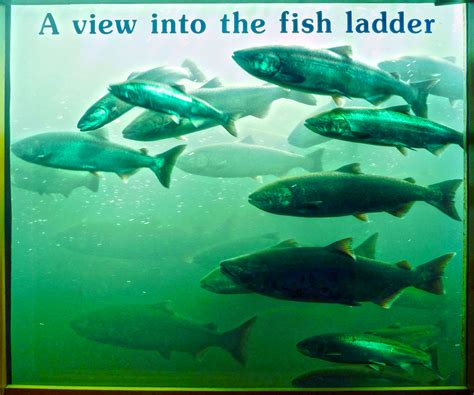 Two trails lead down from the parking lot for access to the fishing area. Historic numbers of Chinook salmon passing Bonneville Dam ...