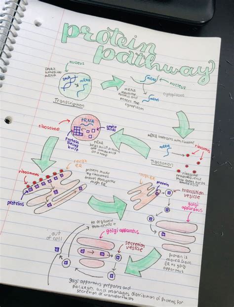 Protein Pathway Biology Notes Biology Notes Notes Inspiration