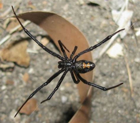 Survival And Outdoor Tips Common Texas Spiders