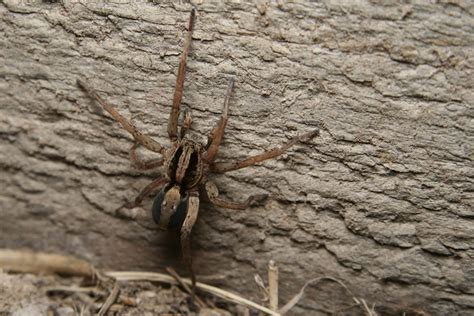 Wolf Spider Infestations And Control In Nj Nyc And Eastern Pa